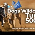 Dogs Wildcard Turnir Jun