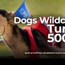 Dogs Wildcard Turnir Jun 2