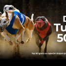 Dogs Turnir Jul 2